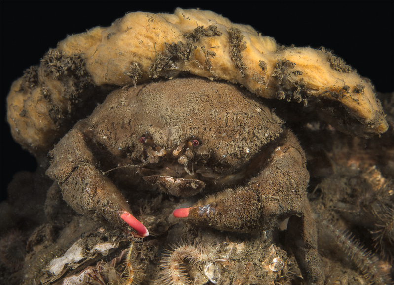 Image d'un crabe Dromie